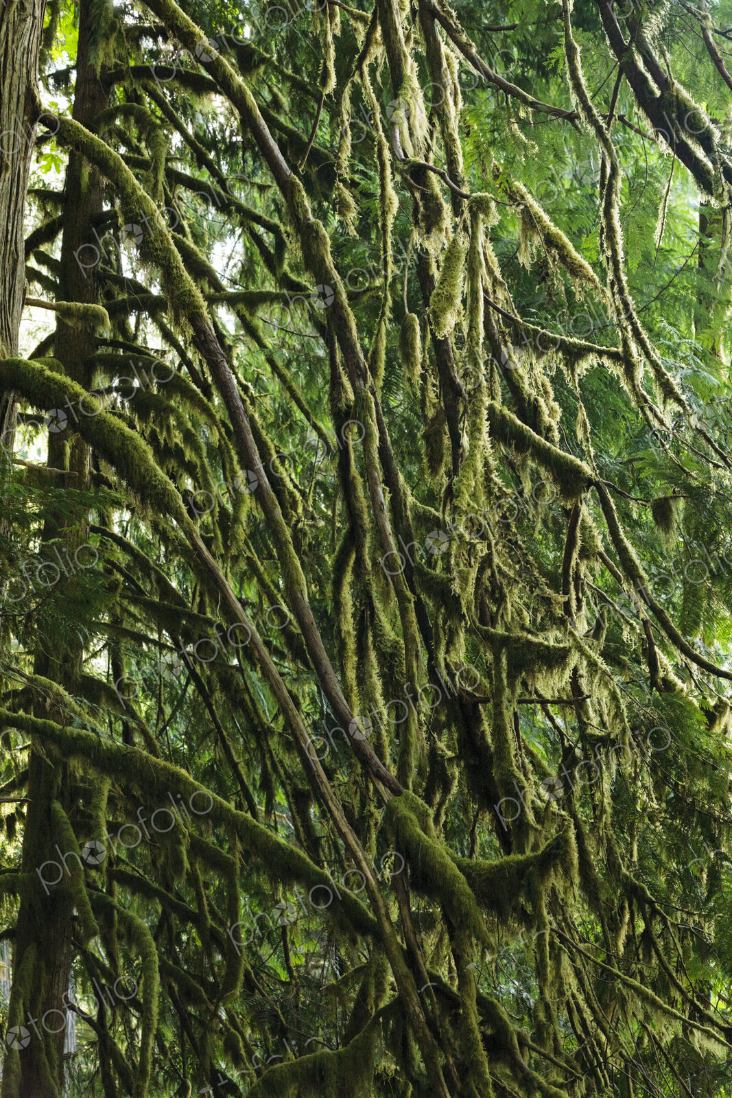 Moss covered red cedar branches, Lake Crescent, Olympic National Park
