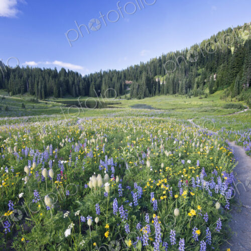Mount Rainier National park, wildflowers in the valley meadow on the path to Tipsoo Lake