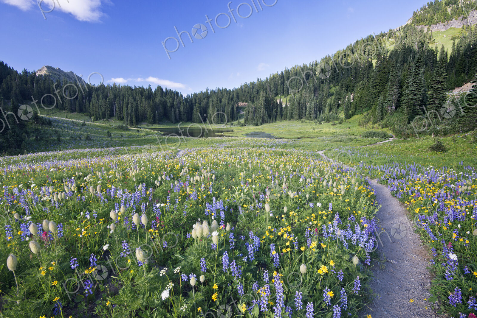 Mount Rainier National park, wildflowers in the valley meadow on the path to Tipsoo Lake