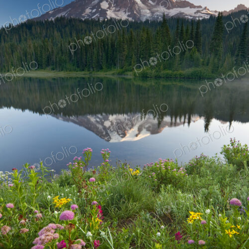 Mount Rainier, a snow capped peak, surrounded by forest reflected in the lake surface… Mount Rainier, a snow capped peak, surrounded by forest reflected in the lake surface…