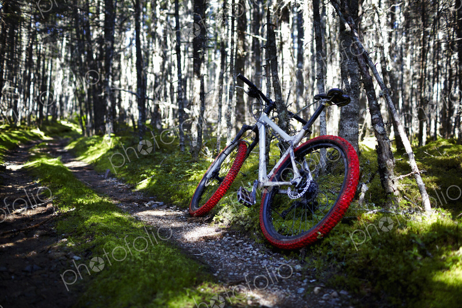 Mountain Bike on Trail
