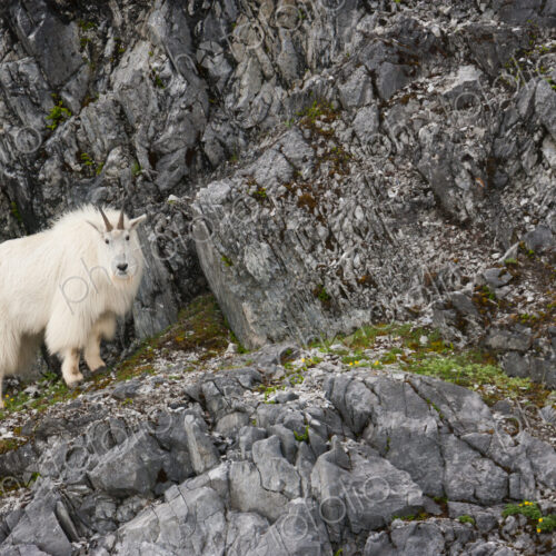 Mountain Goat, Glacier Bay National Park and Preserve, Alaska, USA Mountain Goat, Glacier Bay National Park and Preserve, Alaska, USA