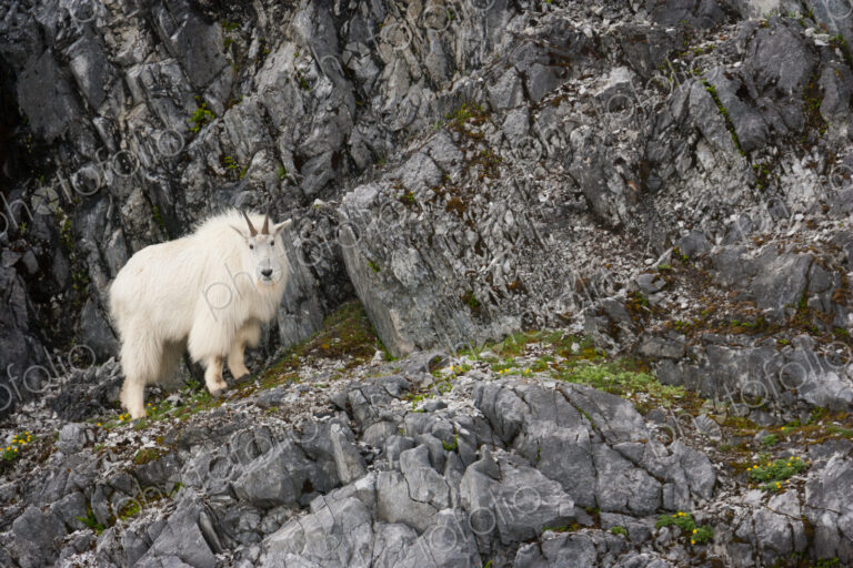 Mountain Goat, Glacier Bay National Park and Preserve, Alaska, USA