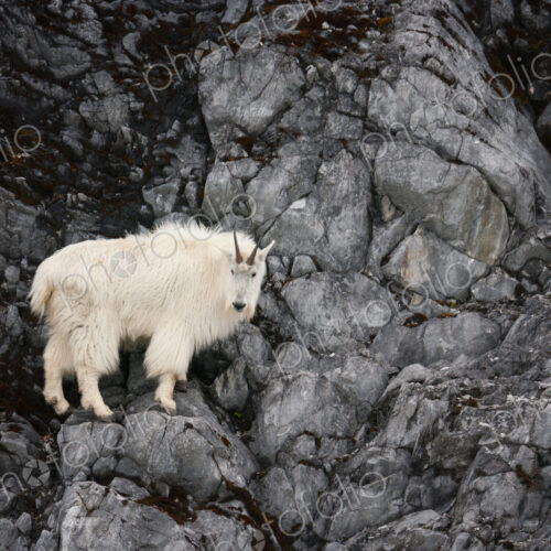 Mountain Goat, Glacier Bay National Park and Preserve, Alaska, USA Mountain Goat, Glacier Bay National Park and Preserve, Alaska, USA