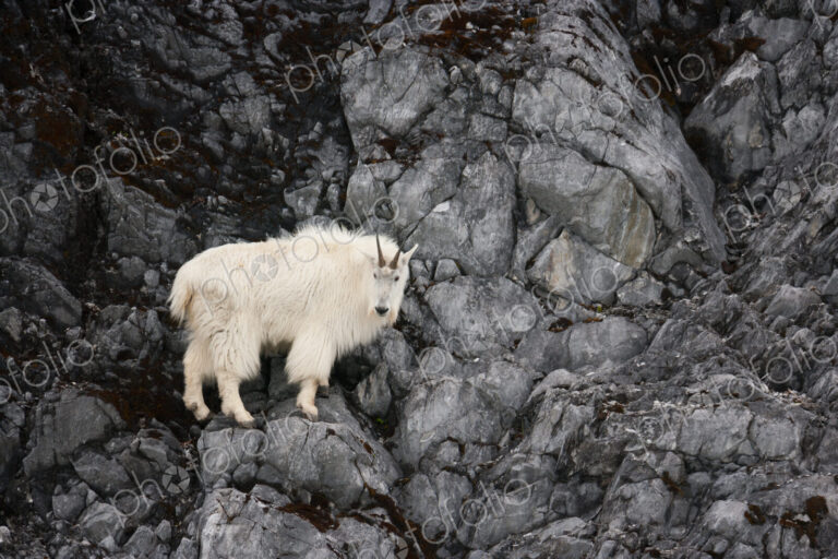 Mountain Goat, Glacier Bay National Park and Preserve, Alaska, USA