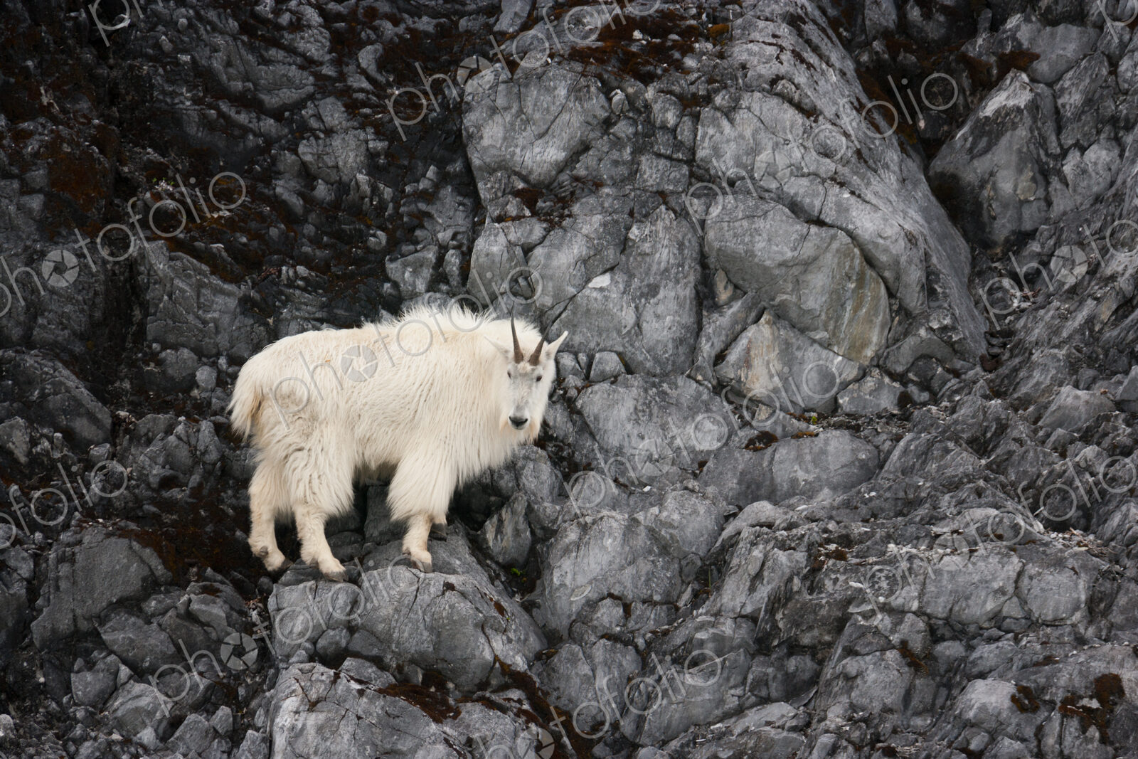 Mountain Goat, Glacier Bay National Park and Preserve, Alaska, USA