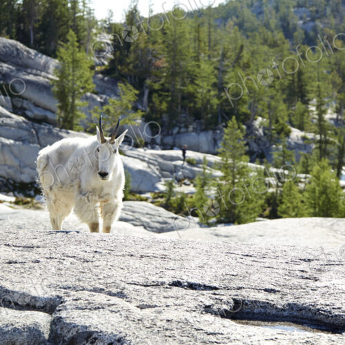 Mountain goat standing on rocky hillside Mountain goat standing on rocky hillside