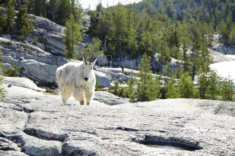 Mountain goat standing on rocky hillside