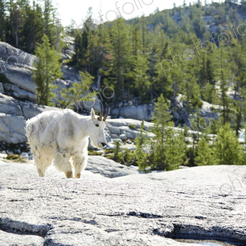 Mountain goat walking on rocky hillside Mountain goat walking on rocky hillside