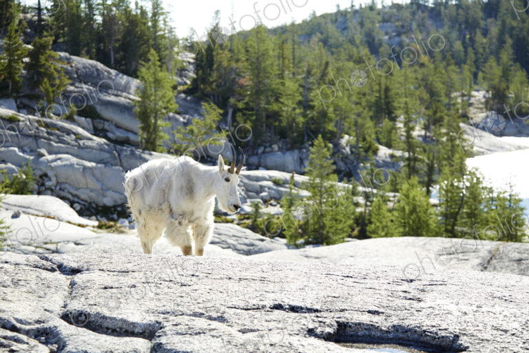 Mountain goat walking on rocky hillside