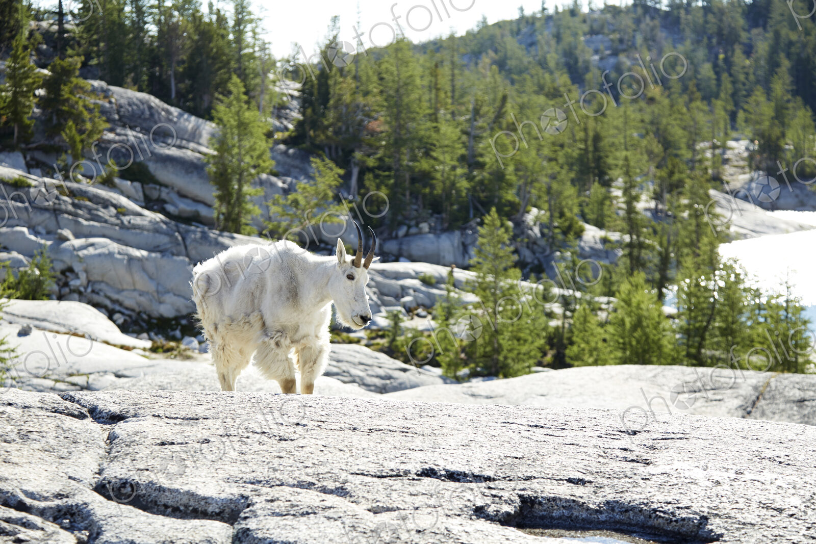 Mountain goat walking on rocky hillside
