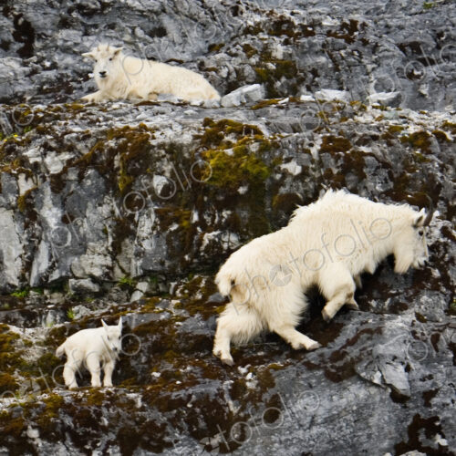 Mountain goats and kid, Glacier Bay National Park and Preserve, Alaska