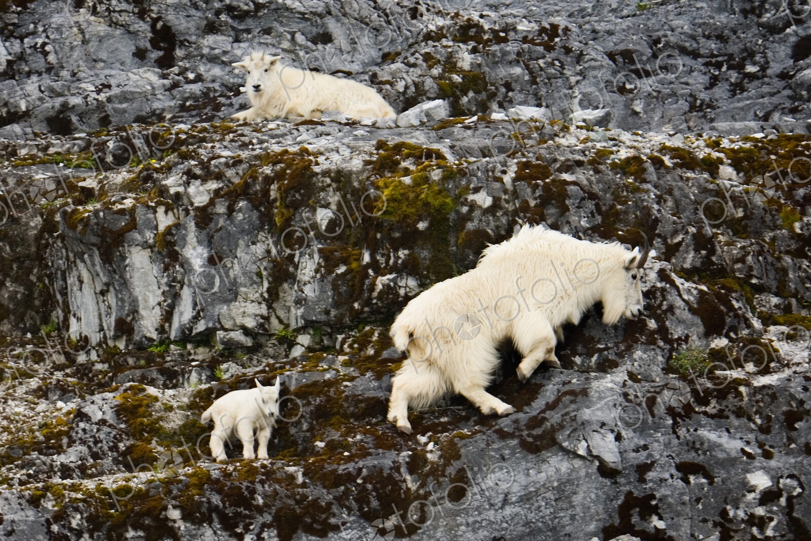 Mountain goats and kid, Glacier Bay National Park and Preserve, Alaska