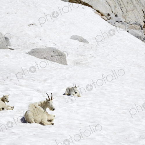 Mountain goats laying on snowy hillside
