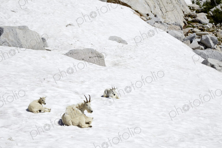 Mountain goats laying on snowy hillside