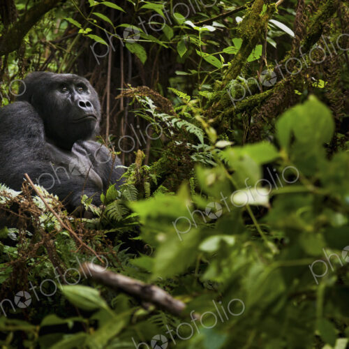Mountain gorilla, Volcanoes National Park, Rwanda