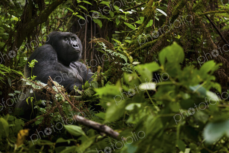 Mountain gorilla, Volcanoes National Park, Rwanda