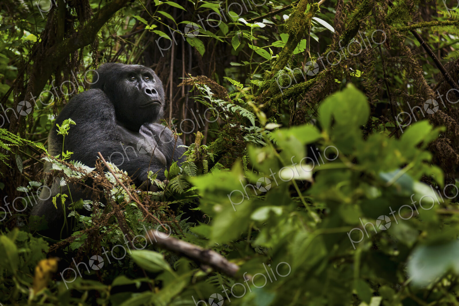 Mountain gorilla, Volcanoes National Park, Rwanda
