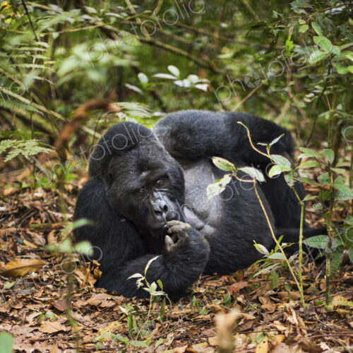 Mountain gorilla, Volcanoes National Park, Rwanda