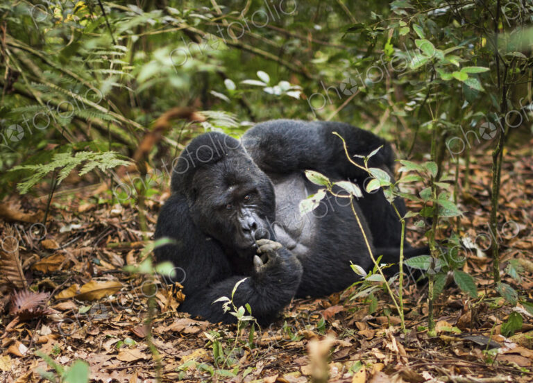 Mountain gorilla, Volcanoes National Park, Rwanda