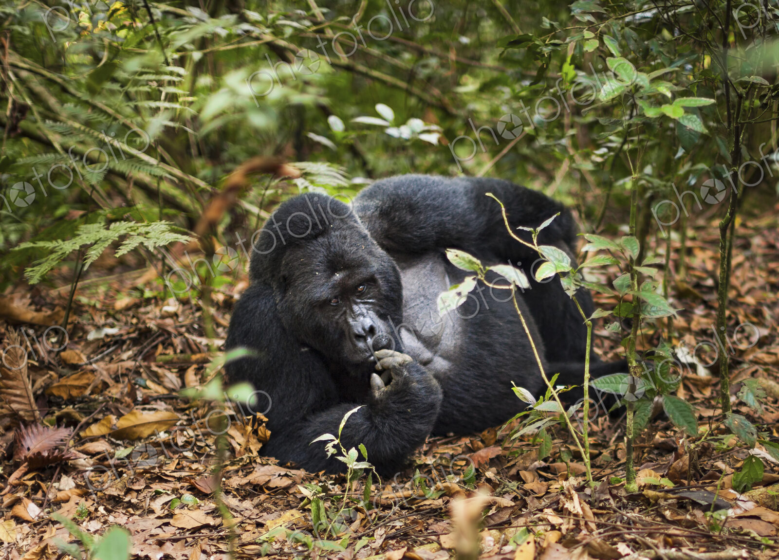 Mountain gorilla, Volcanoes National Park, Rwanda