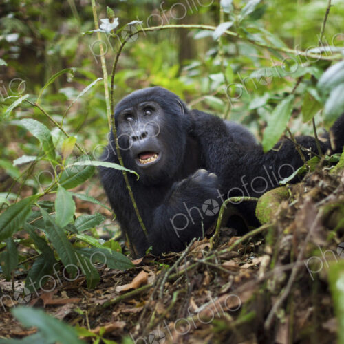 Mountain gorilla, Volcanoes National Park, Rwanda