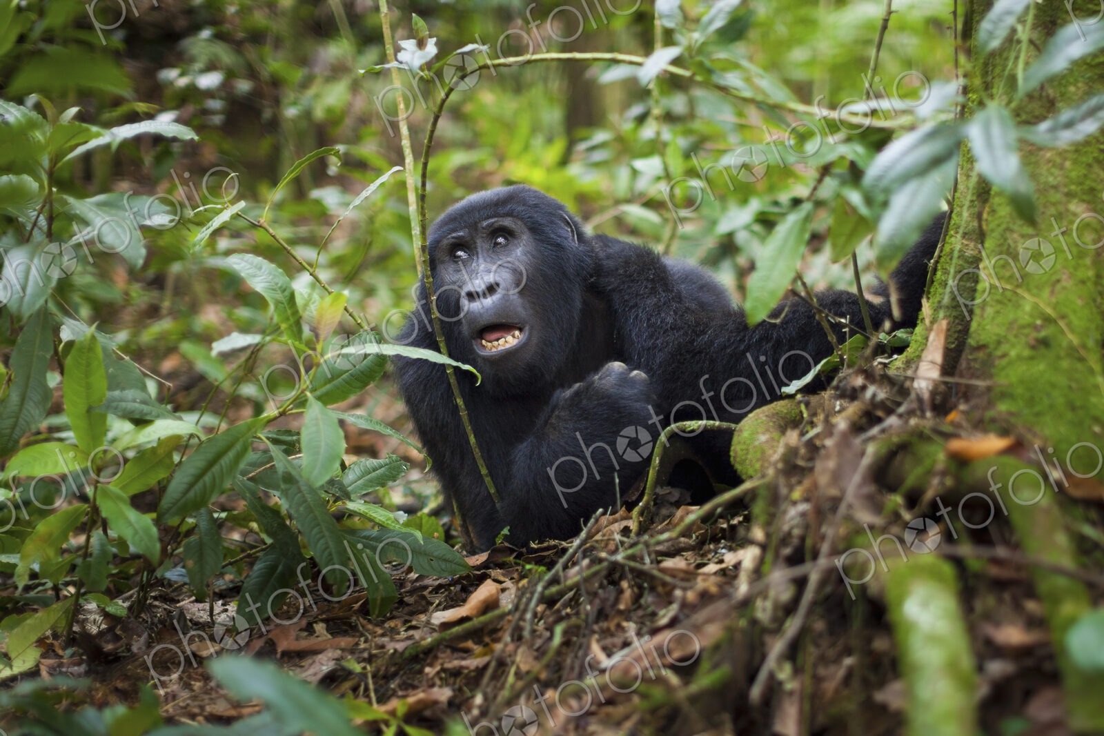 Mountain gorilla, Volcanoes National Park, Rwanda