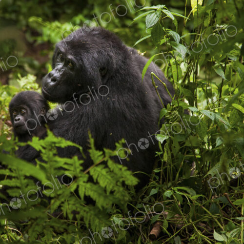 Mountain gorilla and juvenile, Volcanoes National Park, Rwanda