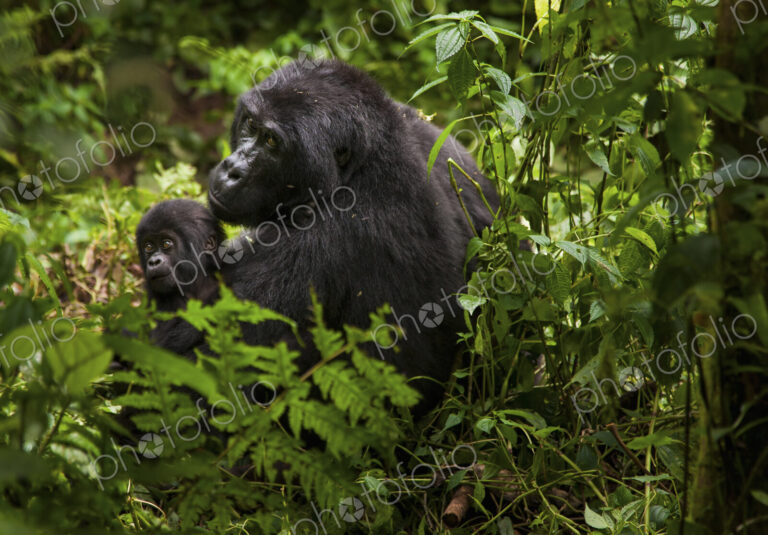 Mountain gorilla and juvenile, Volcanoes National Park, Rwanda