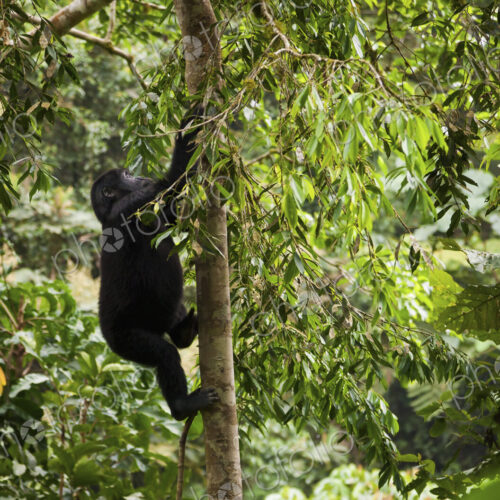 Mountain gorilla juvenile, Volcanoes National Park, Rwanda