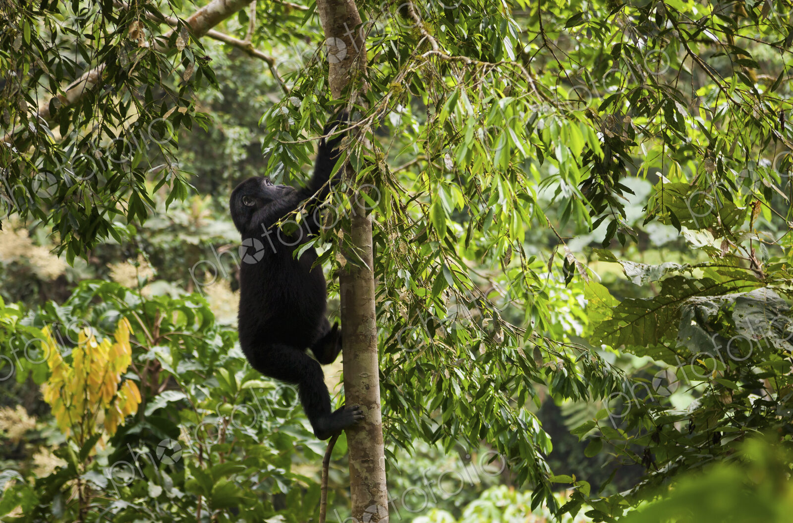 Mountain gorilla juvenile, Volcanoes National Park, Rwanda