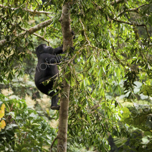 Mountain gorilla juvenile, Volcanoes National Park, Rwanda