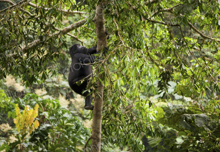 Mountain gorilla juvenile, Volcanoes National Park, Rwanda