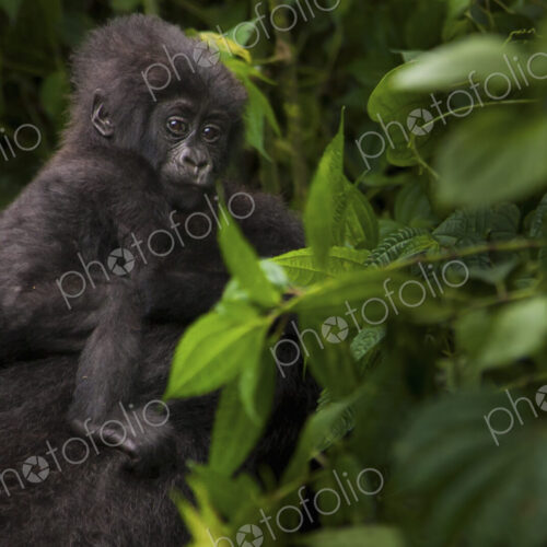 Mountain gorilla juvenile, Volcanoes National Park, Rwanda