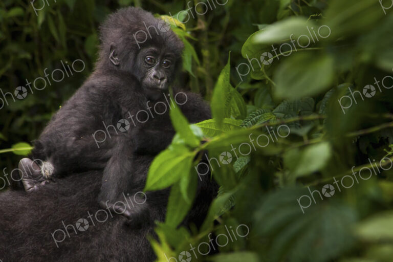 Mountain gorilla juvenile, Volcanoes National Park, Rwanda