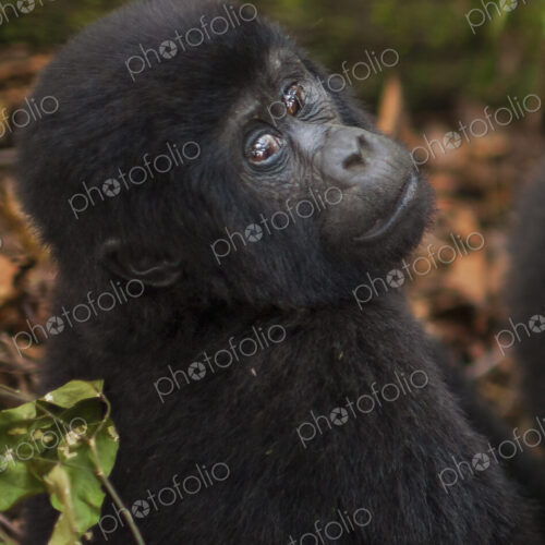 Mountain gorilla juvenile, Volcanoes National Park, Rwanda