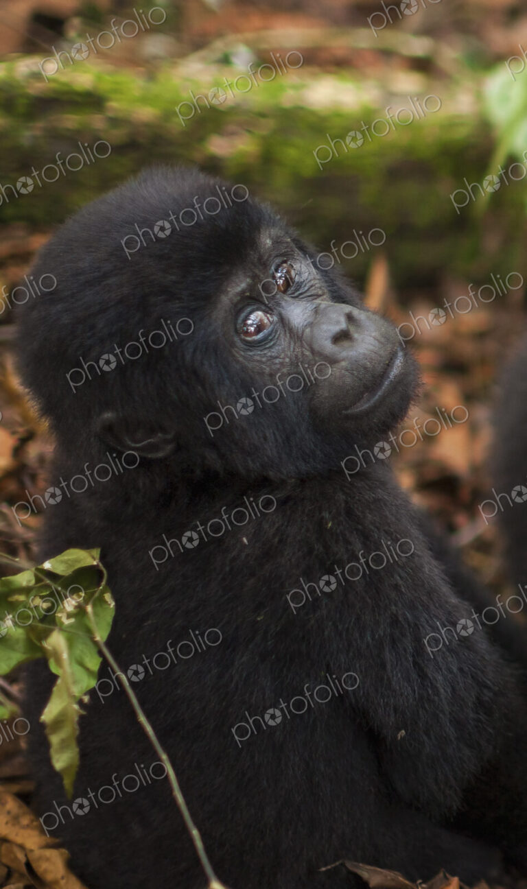 Mountain gorilla juvenile, Volcanoes National Park, Rwanda