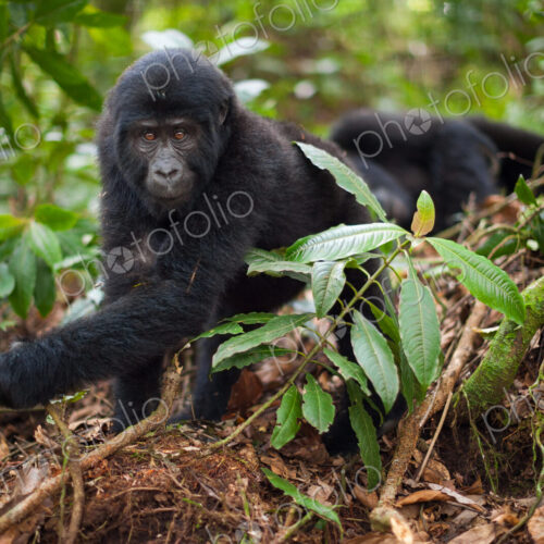 Mountain gorilla juvenile, Volcanoes National Park, Rwanda