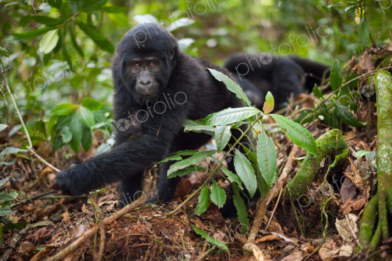 Mountain gorilla juvenile, Volcanoes National Park, Rwanda