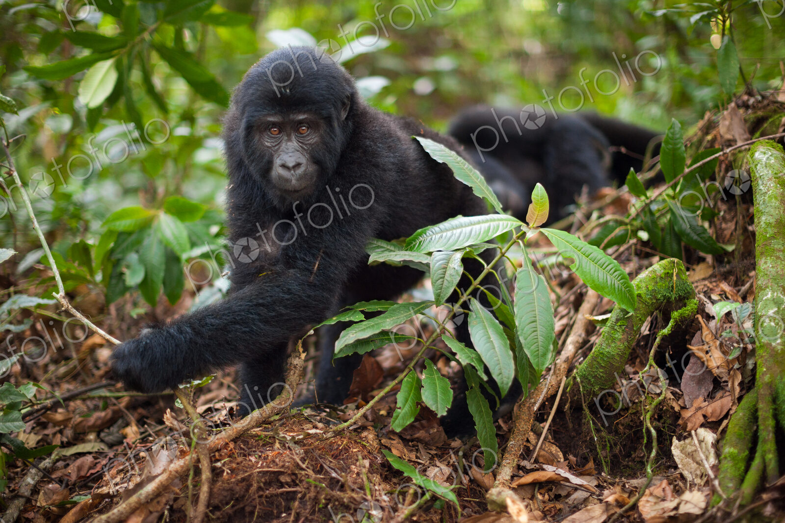 Mountain gorilla juvenile, Volcanoes National Park, Rwanda