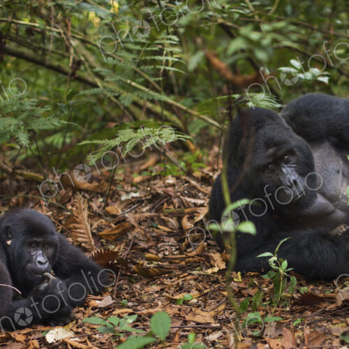 Mountain gorillas and juvenile, Volcanoes National Park, Rwanda