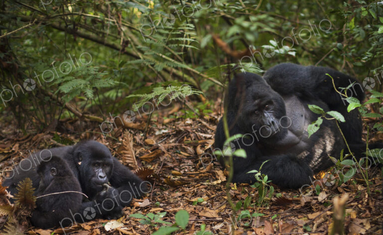 Mountain gorillas and juvenile, Volcanoes National Park, Rwanda