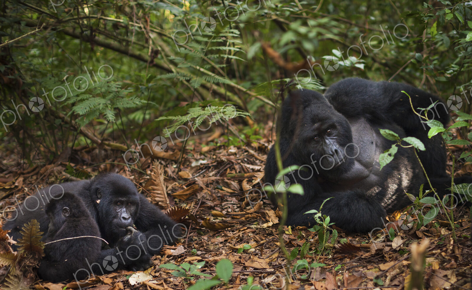 Mountain gorillas and juvenile, Volcanoes National Park, Rwanda