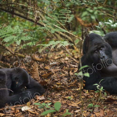 Mountain gorillas and juvenile, Volcanoes National Park, Rwanda