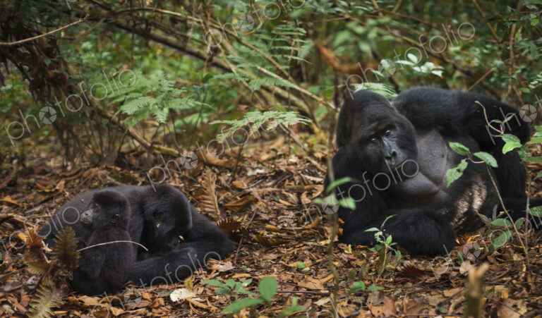Mountain gorillas and juvenile, Volcanoes National Park, Rwanda
