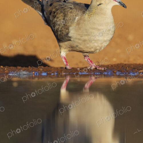 Mourning Dove at a Waterhole Mourning Dove at a Waterhole