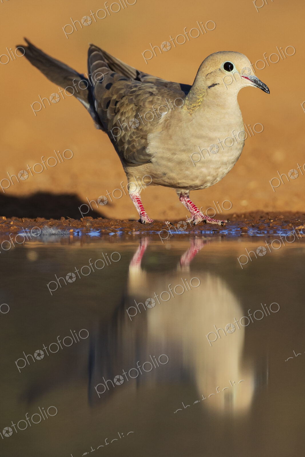 Mourning Dove at a Waterhole