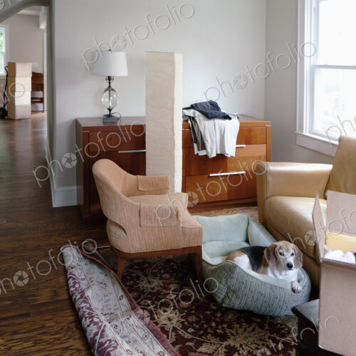 Moving house, relocation, cardboard boxes piled up, furniture and a dog in a dogbed. Moving house, relocation, cardboard boxes piled up, furniture and a dog in a dogbed.
