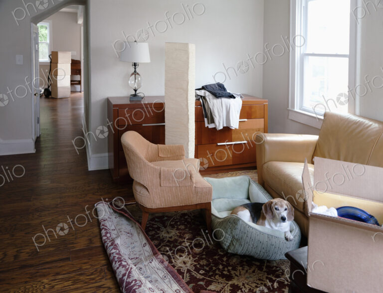 Moving house, relocation, cardboard boxes piled up, furniture and a dog in a dogbed.