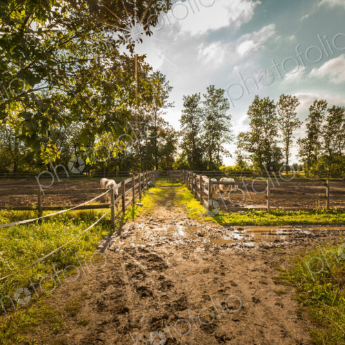 Muddy path on horse farm Muddy path on horse farm